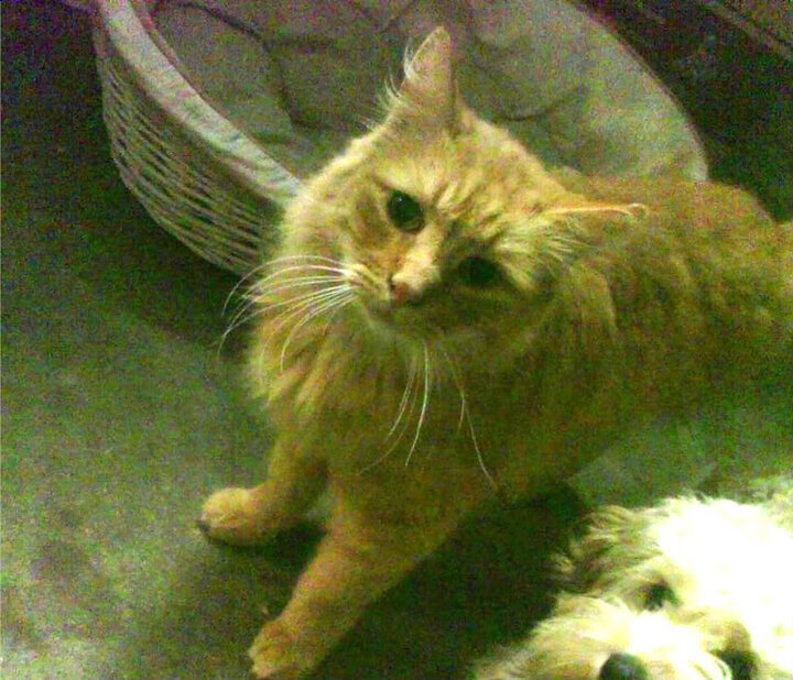 篮球专项动作矫正训练方法研究，篮球动作训练视频