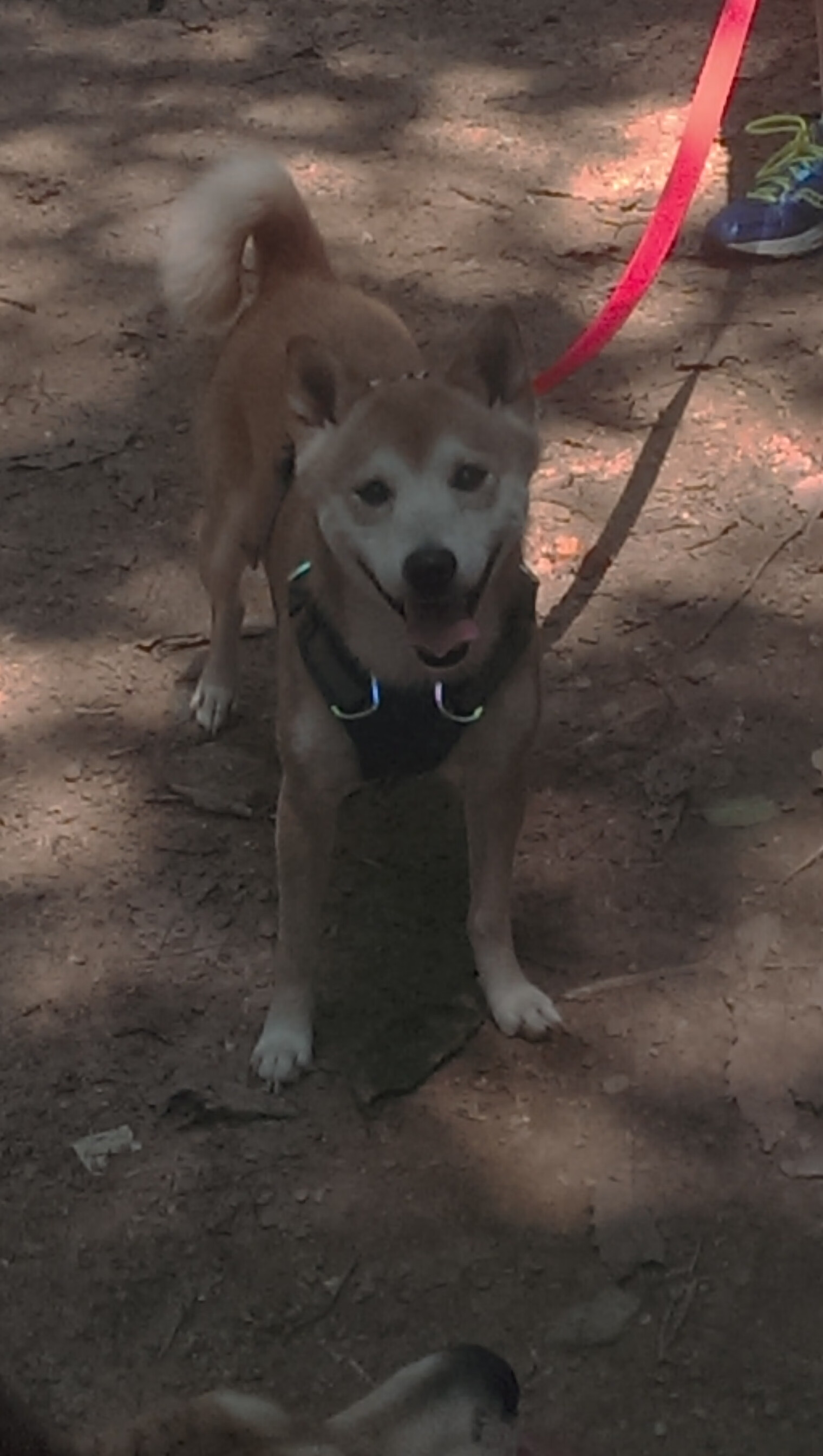 运动员伤病预防与康复体系，运动员的运动创伤及预防