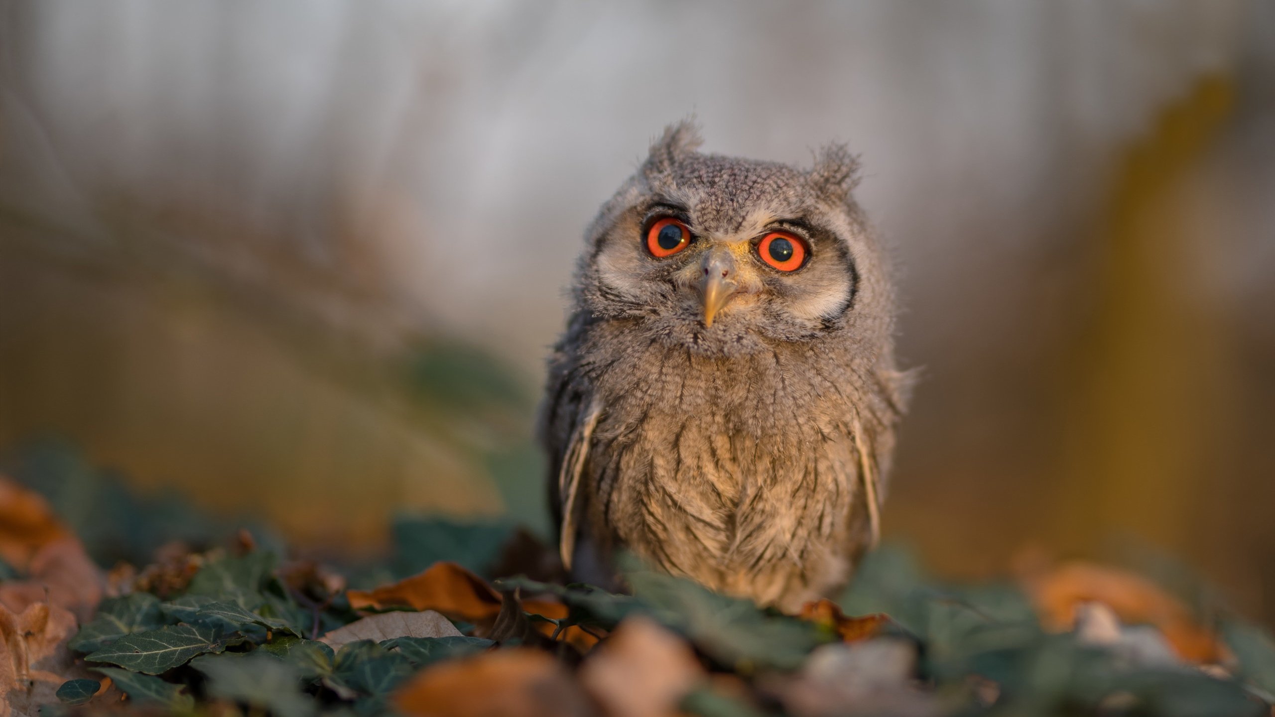 中超联赛中国青年队战败 球员需要更多实战经验，中超青年csly