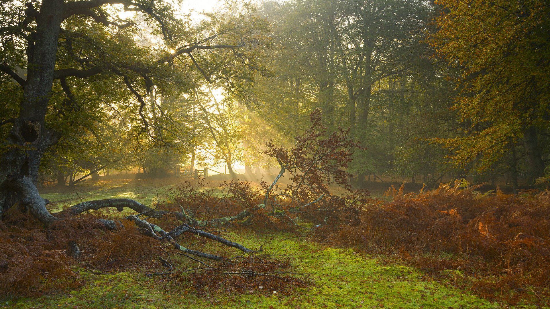 仰泳三国对话 史密斯与麦基翁谁更快？，史麦斯和史密斯是一个集团吗