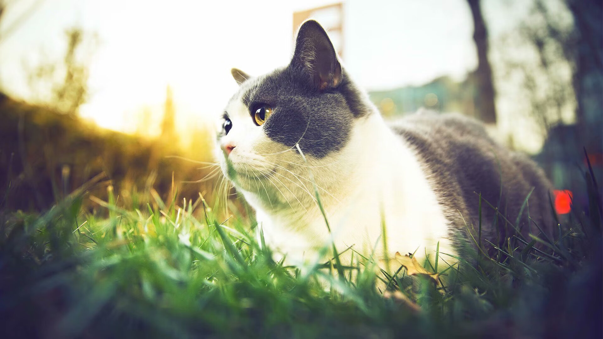 博卡需平衡攻守结构，避免中场断层，博卡的主场是哪个球场