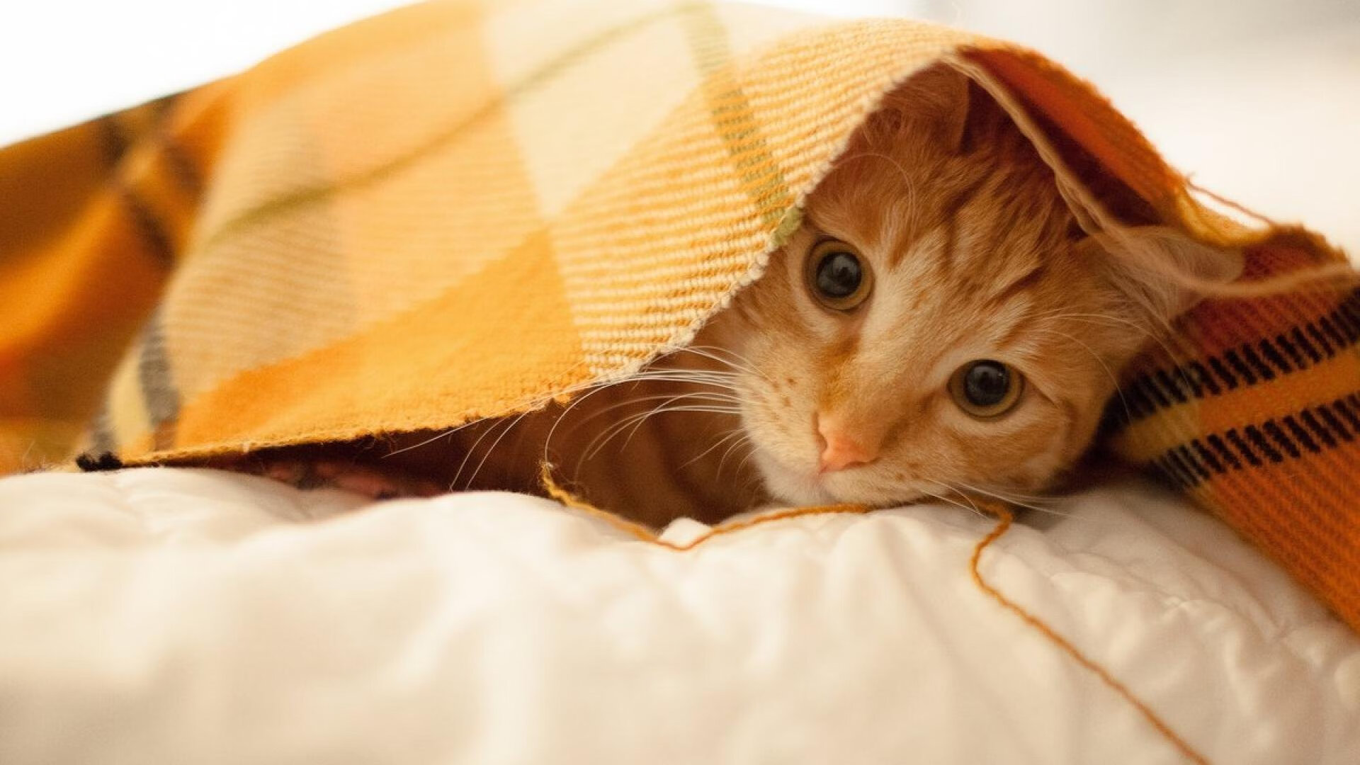 博塔弗戈年轻前锋错失绝佳机会,博塔弗戈vs累体育